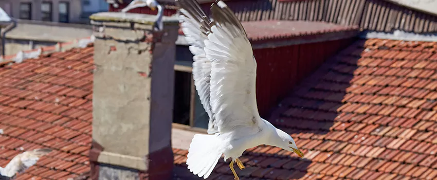 Residential Chimney Animal Removal Solution in Adelanto, CA