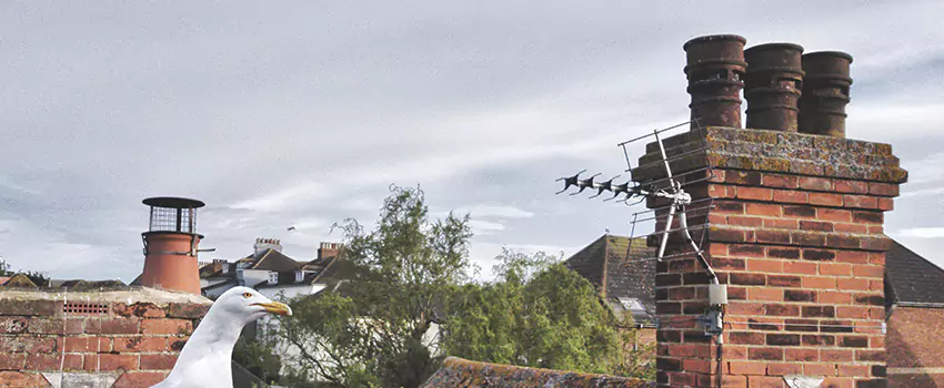 Chimney Cleaning And Restoration in Adelanto, California